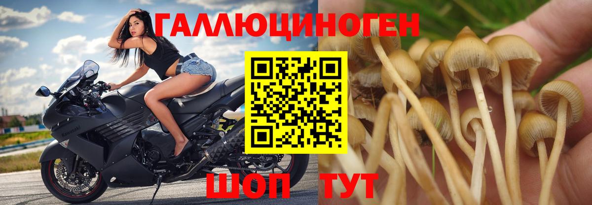 Мончегорск  Галлюциногенные грибы Psilocybe  Вход с VPN 